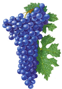 Cabernet Sauvignon wine grapes