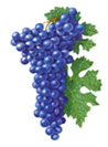 Cabernet Sauvignon Wine Grapes