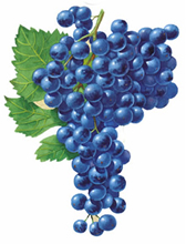 Merlot wine grapes