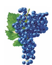 Merlot Wine Grapes