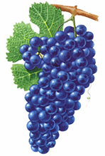 Pinot Noir wine grapes