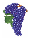 Pinot Noir Wine Grapes