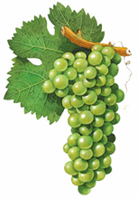 Sauvignon Blanc wine grapes
