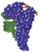 Zinfandel wine grapes