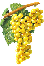 Chardonnay wine grapes