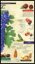 Page 2 of gatefold of Zinfandel taste map